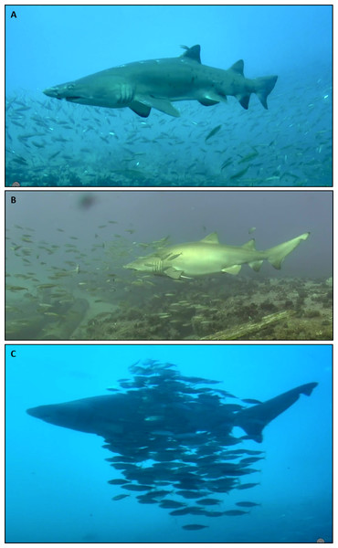 Sand tiger sharks and round scad in association behaviors.