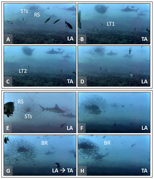Association behavior between round scad (RS) and sand tiger sharks (STs) as a response to mesopredators (MPs).