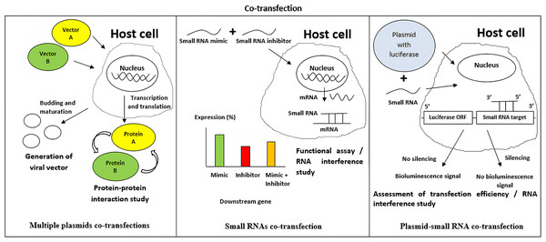 Applications of co-transfection in biotechnology and life sciences research.