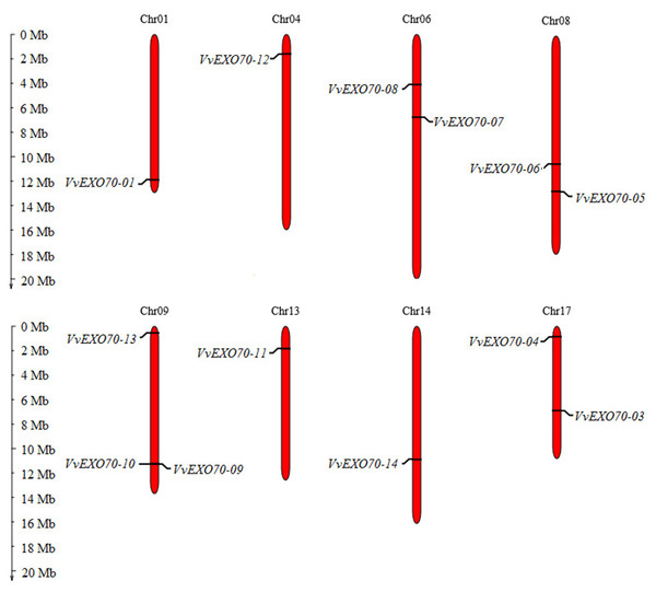 Distribution of VvEXO70 gene family on chromosome.