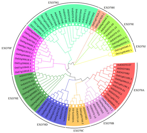 Grape, Arabidopsis thaliana, rice evolution tree of EXO70 gene family.