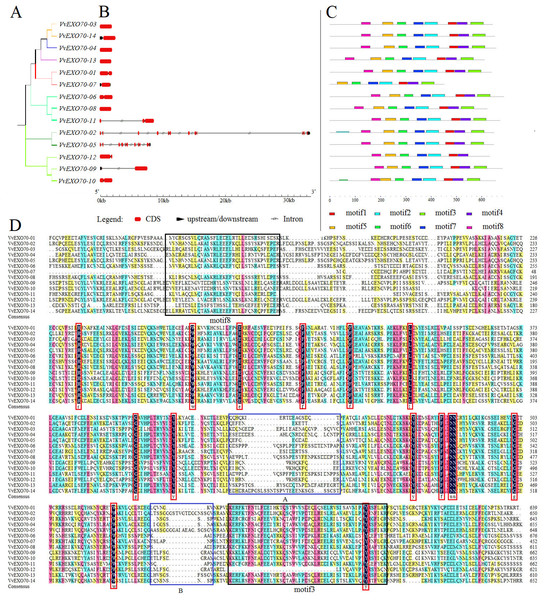 Gene structure, motif and multiple sequence analysis of VvEXO70 gene family.