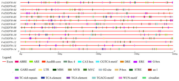 cis-acting elements existed in the 2 kb upstream region of VvEXO70 gene family.