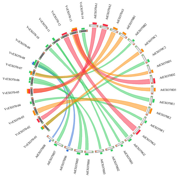 Collinearity analysis of the EXO70 gene family between grape and Arabidopsis thaliana.