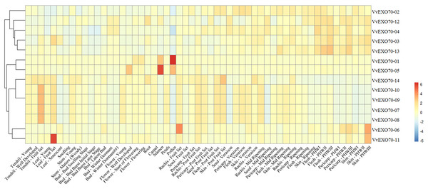 The expression pattern of VvEXO70 gene family in different tissues and organs.