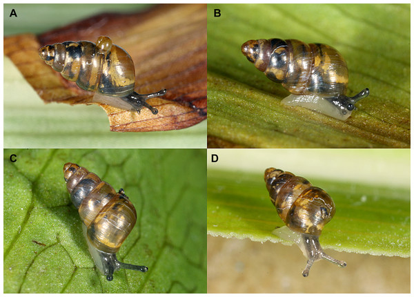 (A–D) Body coloration of four different individuals of Tornatellides cf. boeningi found in the Gothenburg Botanical Garden, SMNS-ZI0144091 (Photo credit: Ira Richling).