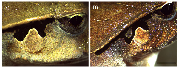 Target facial skin features of adult Lechriodus fletcheri.