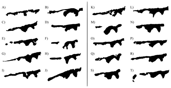 Intra-specific variability in banding patterns among adult Lechriodus fletcheri individuals.