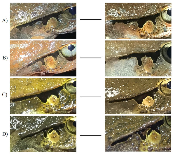 Photographs of four adult Lechriodus fletcheri individuals over time highlighting the stability of natural skin features.