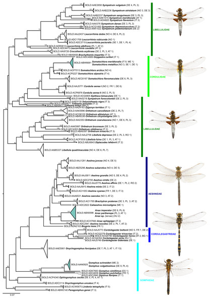Maximum likelihood estimation of the phylogenetic relationships for Anisoptera (dragonflies) based on the mitochondrial COI DNA barcode region (GTR+F+R5 model with 10,000 ultrafast bootstrap replicates).