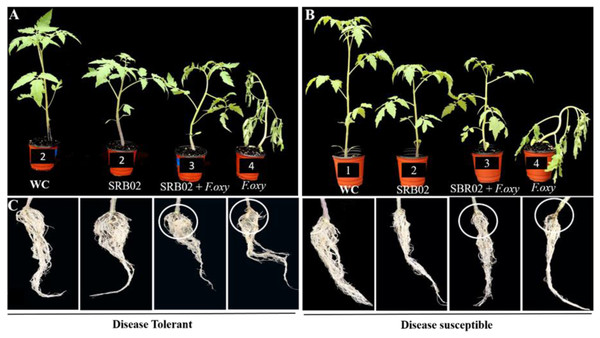 Effect of SRB02 on susceptible and tolerant tomato plants under inoculation with pathogenic F. oxysporum f. sp. lycopersici. The effect of SRB02 on tomato disease-tolerant plants.