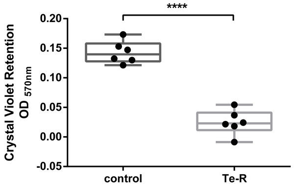 Ter-positive group (Te-R) is defective in biofilm formation compared with Ter-negative group (control) depending on Crystal Violet retention.