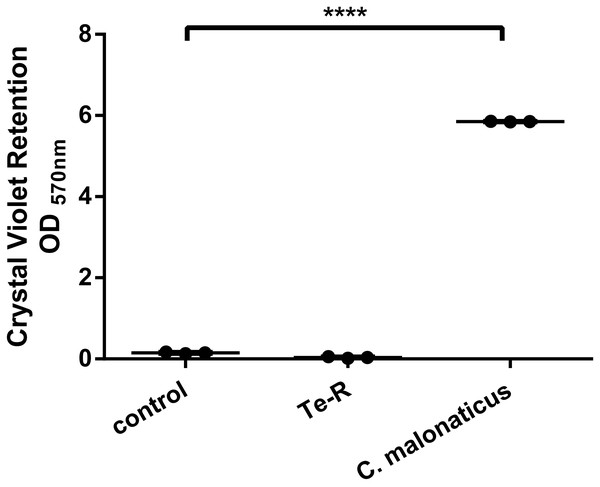 Ter-positive group (Te-R) is defective in biofilm formation compared with Ter-negative group (control) and Cronobacter malonaticus depending on Crystal Violet retention.