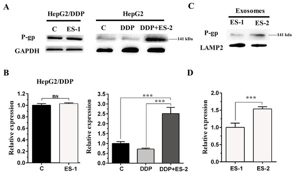 HepG2/DDP cell-derived exosomes enhance the protein expression of P-gp in HepG2 cells.