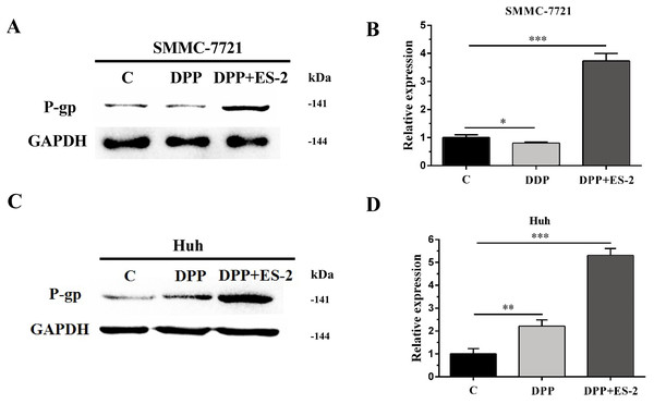 HepG2/DDP cell-derived exosomes upregulate the expression of P-gp in SMMC-7721 and Huh7 cells.