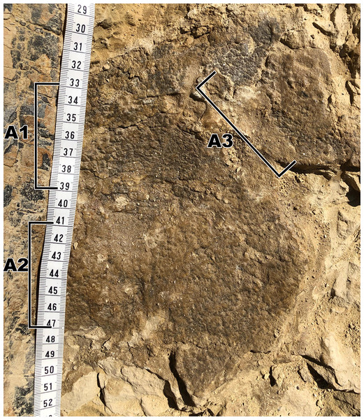 Close up of the largest area of skin fragment A with labeled sections of change in scale shape.