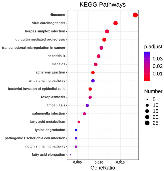 KEGG pathway analysis of DEGs.