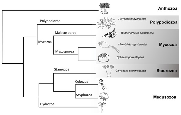 Cladogram of Cnidaria displaying some major lineages including placement of species used in this study (greyscale clades).