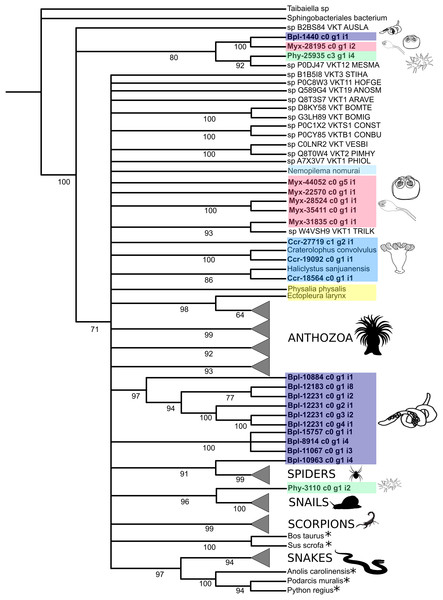 Phylogenetic tree of the Kunitz-type toxin gene family.