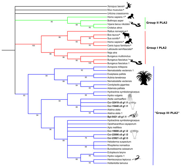 Phylogenetic tree of the Phospholipase A2 gene family.