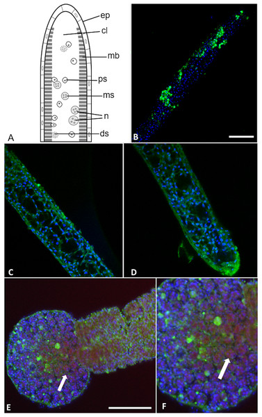 Buddenbrockia plumatellae myxoworms stained with polyclonal antibody raised towards serine peptidase inhibitor toxin.