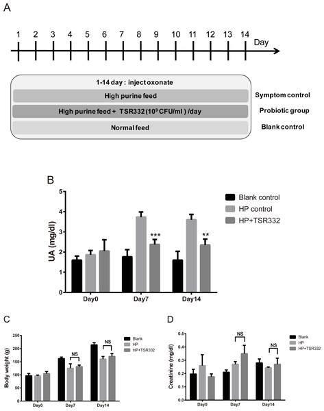 UA, body weight, and kidney function in acute hyperuricemic rats.