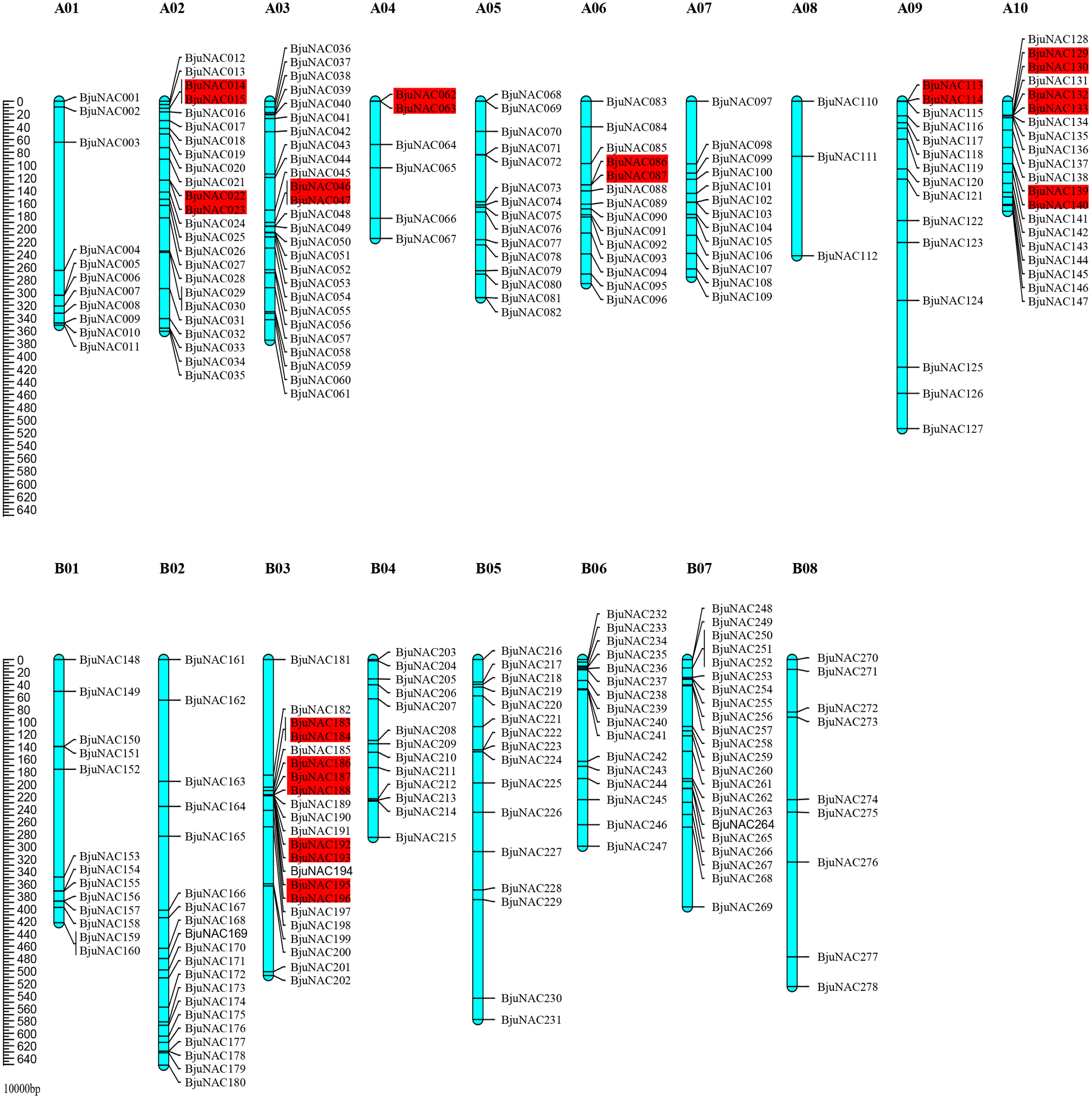 Genome-wide identification and characterization of NAC genes in