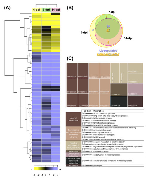 Expression profiling of the differentially expressed F. kuroshium genes.