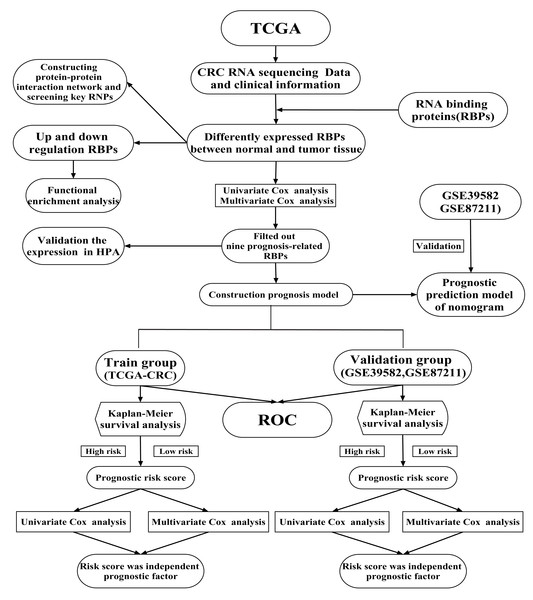 A flow chart of the study design and analysis.