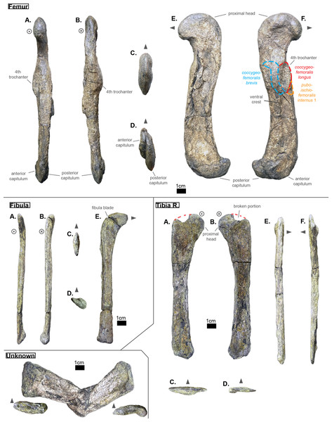 Left femur, left fibula and right tibia of Cerrejonisuchus improcerus UF/IGM 31.