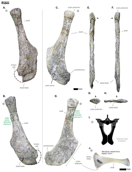 Right and left pubis of Cerrejonisuchus improcerus UF/IGM 31.