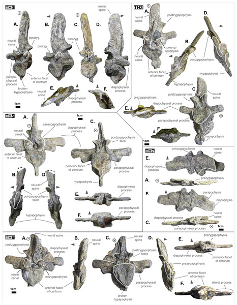 Thoracics of Cerrejonisuchus improcerus UF/IGM 31.