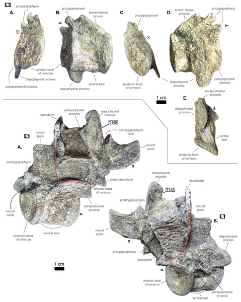 Lumbars of Cerrejonisuchus improcerus UF/IGM 31. L‘1’.