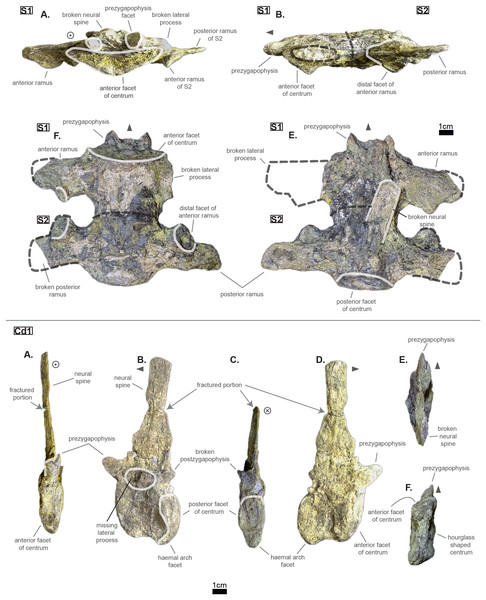 Sacrals and caudal of Cerrejonisuchus improcerus UF/IGM 31.