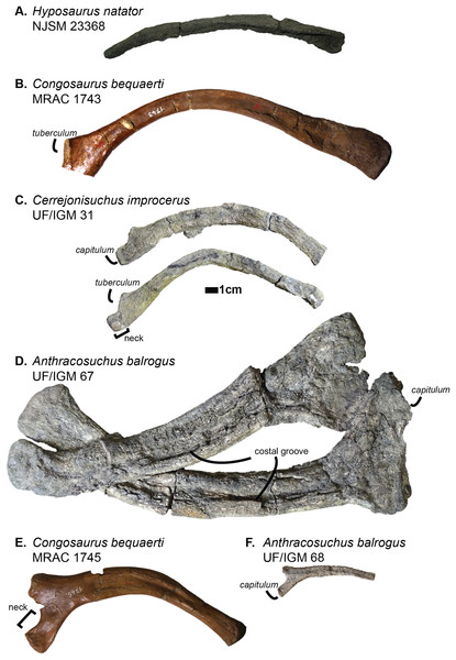 Scaled dyrosaurid thoracic ribs. Scale bar represents one cm.