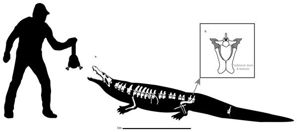 Schematic reconstruction of Cerrejonisuchus improcerus based on the specimen UF/IGM 31.