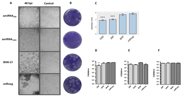 Antiviral effect of amiRNAsFMDV stably expressed in BHK-21 cells.