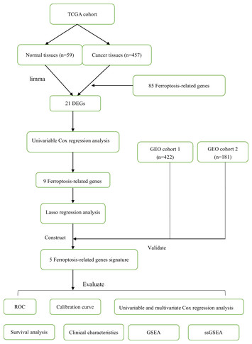 Identification of a ferroptosis-related gene signature (FRGS) for ...