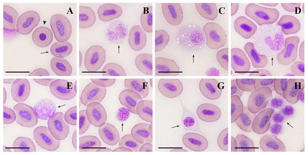 Microstructure of peripheral blood cells in argus snakehead (Wright’s staining).