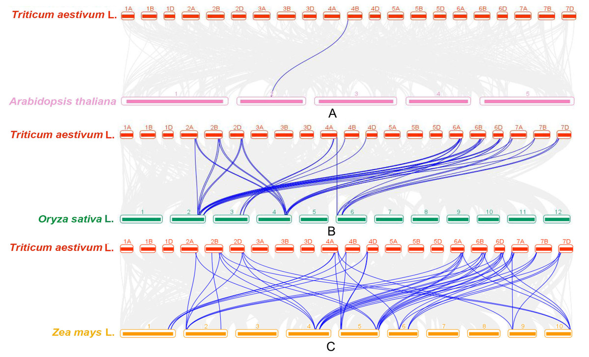 Key wheat GRF genes constraining wheat tillering of mutant dmc [PeerJ]