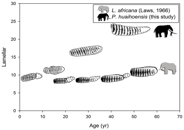 Differences in the relationship of the number of lamellae and age in P. huaihoensis and L. africana. Data of L. africana are from Laws (1966).