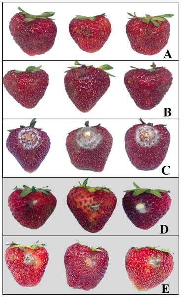 Examples of strawberries obtained from various in vivo experiments; negative control (A), control (B), positive control (C), endophytic isolate BP11 (D), and elemicin (E).