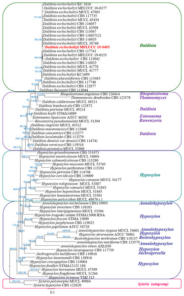 Phylogram generated from RAxML analysis based on a combined LSU-ITS-RPB2 rDNA sequence data of Daldinia, showing the phylogenetic position of D. eschscholtzii MFLUCC 19-0493.
