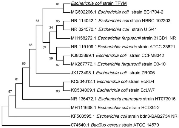 Phylogenetic tree of isolated Escherichia coli TFYM indicating the relationship of this strain with its nearest bacterial strains neighbors from NCBI.