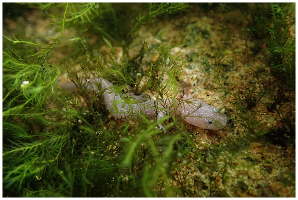 An adult Barton Springs salamander (Eurycea sosorum) moving amongst moss in Eliza Spring.