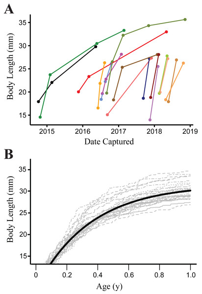 Growth of Barton Springs salamanders.