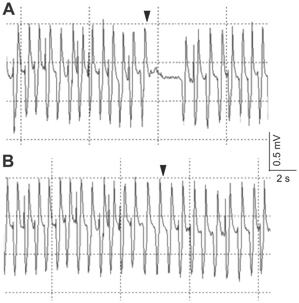 Typical electrocardiograms showing the heart beat response of Scylla paramamosain after the presentation of 50% sugarcane juice (A) and no change in heart beat interval in response to a single touch stimulus (B) delivered to the swimming leg dactyl.