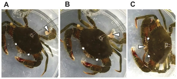Sequential images of a food capture process with the swimming leg of Scylla paramamosain.
