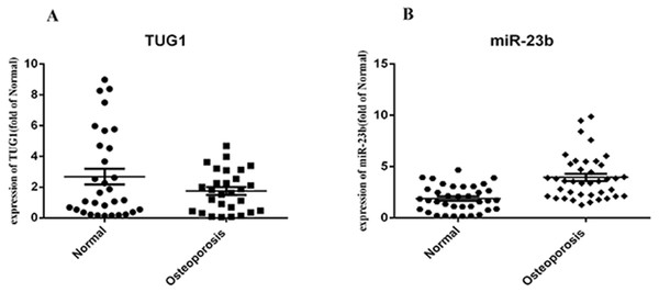 (A, B) LncRNA TUG1 expression was downregulated and miR-23b upregulated in the plasma of patients with osteoporosis compared with levels in sex- and age-matched healthy controls.