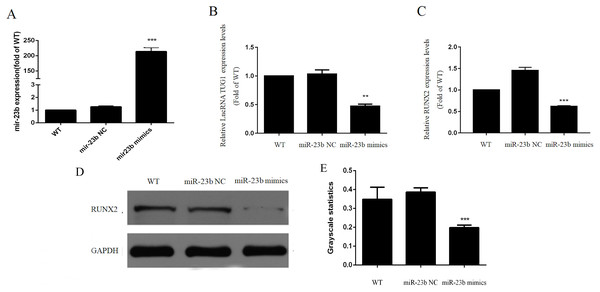 (A–E) LncRNA TUG1 and RUNX2 gene expression were downregulated in hBMMSCs transfected with miR-23b mimics.